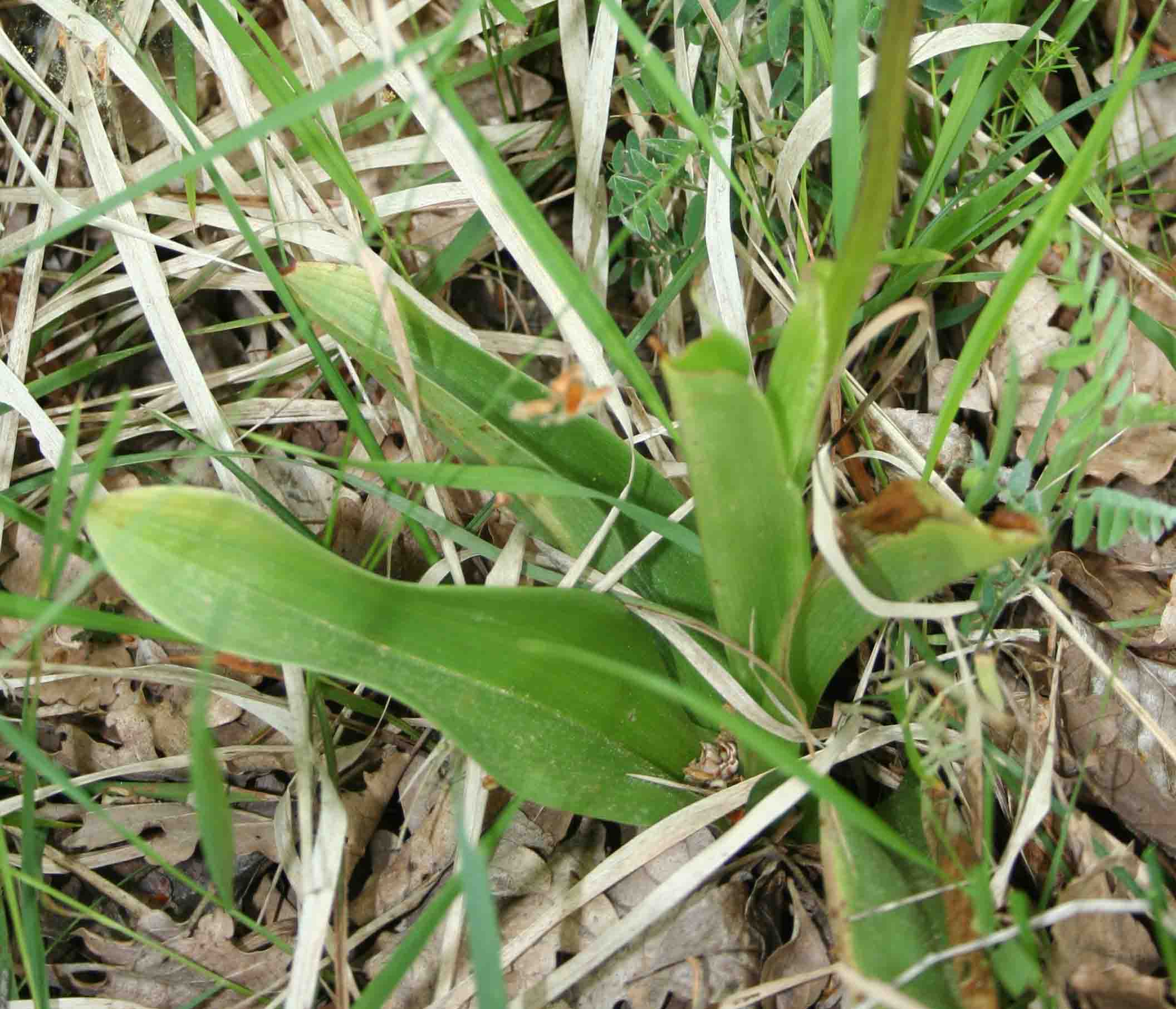 Orchidea sp